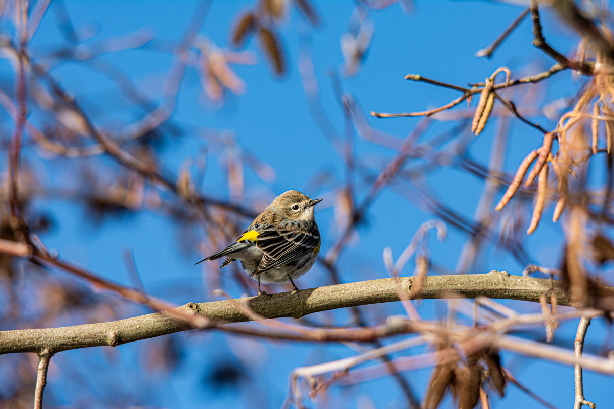 Yellow-Rumped Warbler