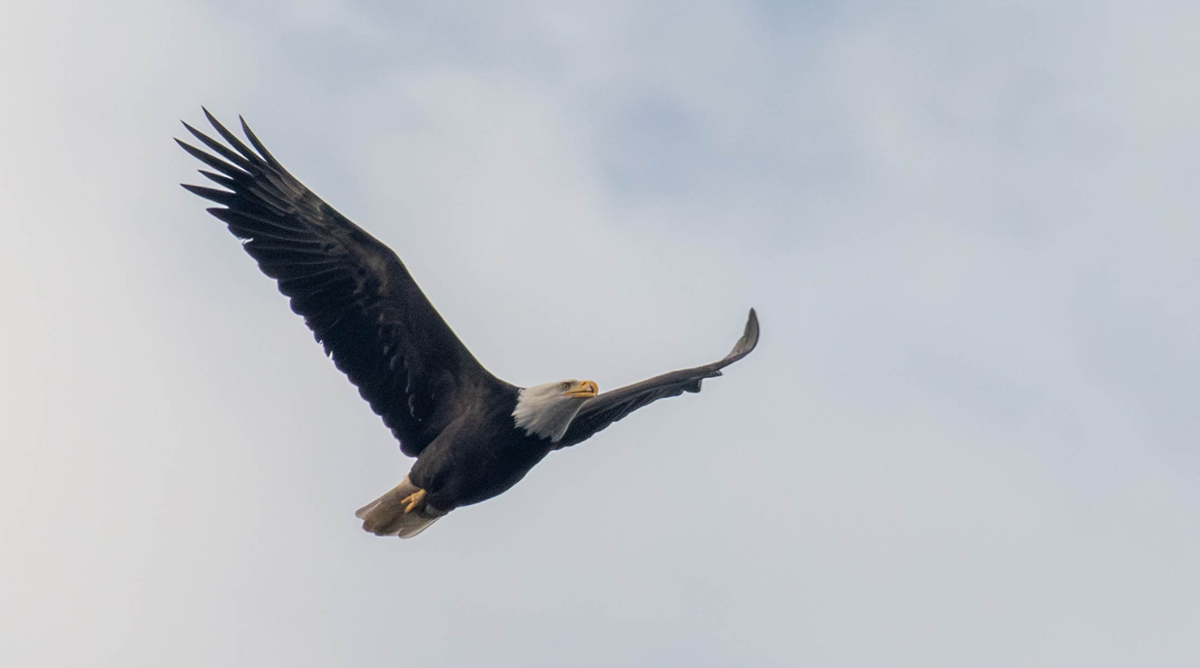 Bald Eagle