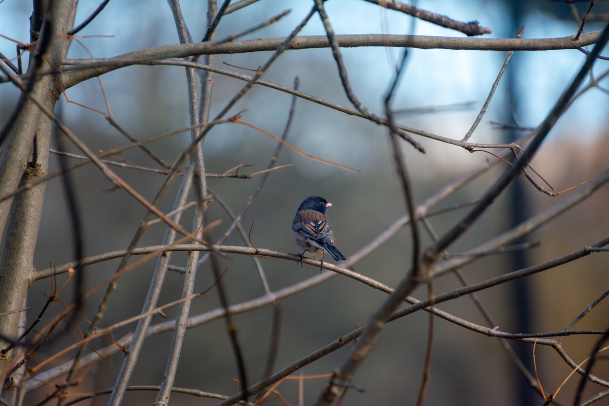 Dark-Eyed Junco
