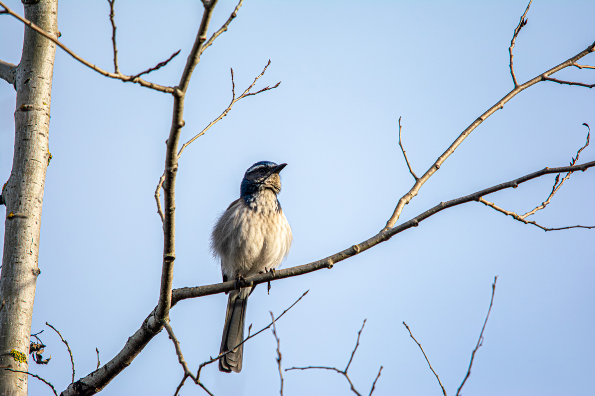 California Scrub Jay
