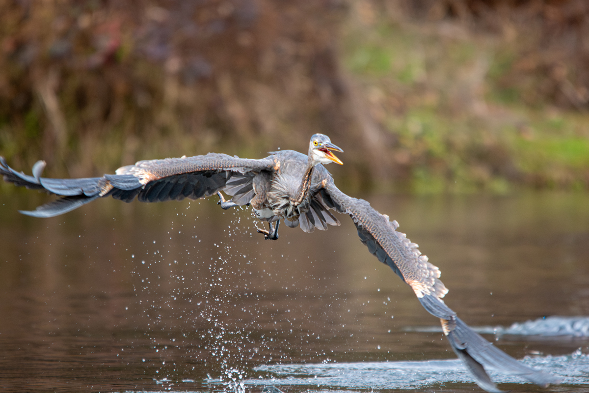 Great Blue Heron