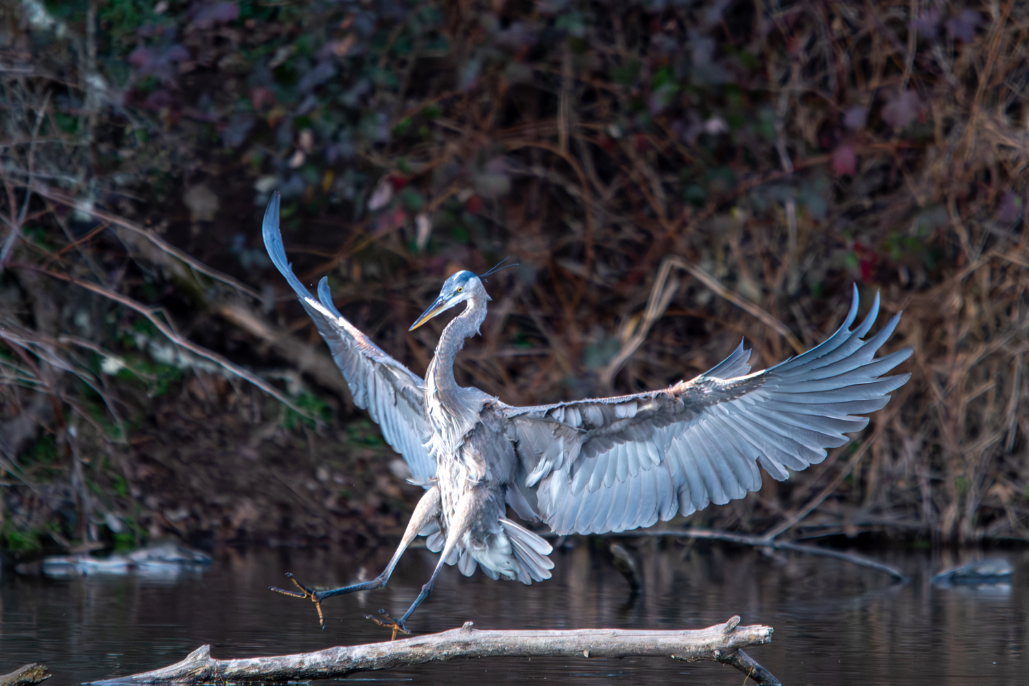 Great Blue Heron