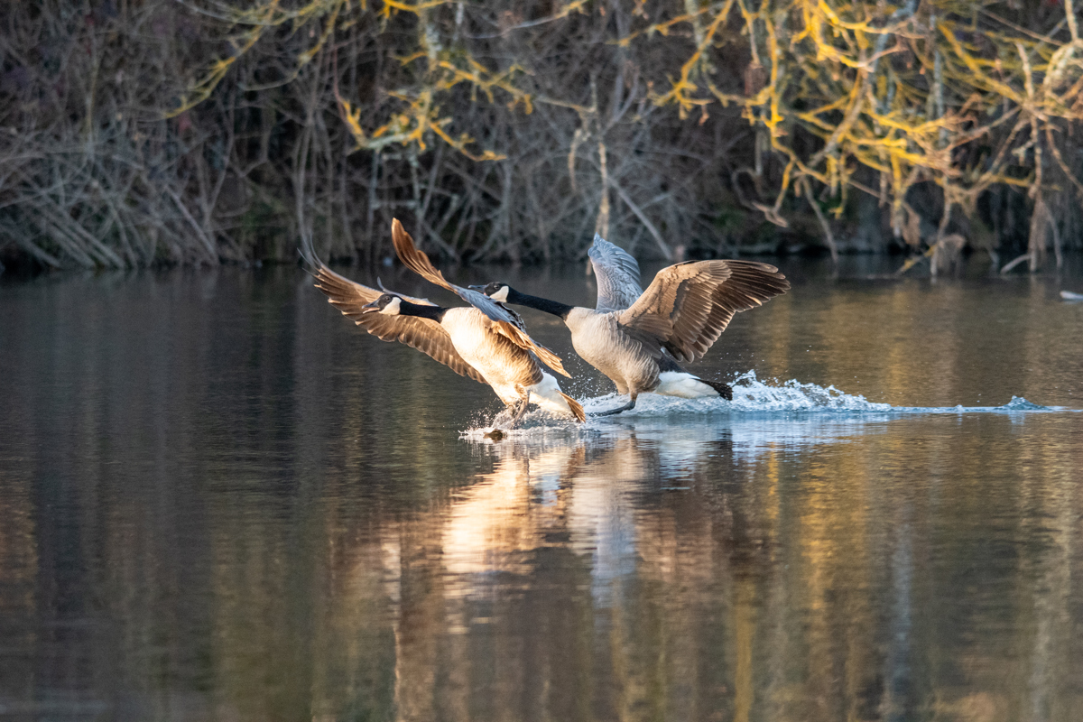 Canada Geese